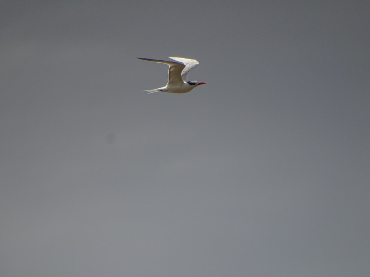 Royal Tern - ML180223851