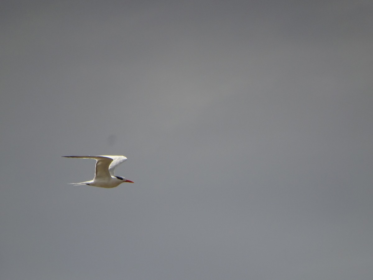 Royal Tern - ML180223861