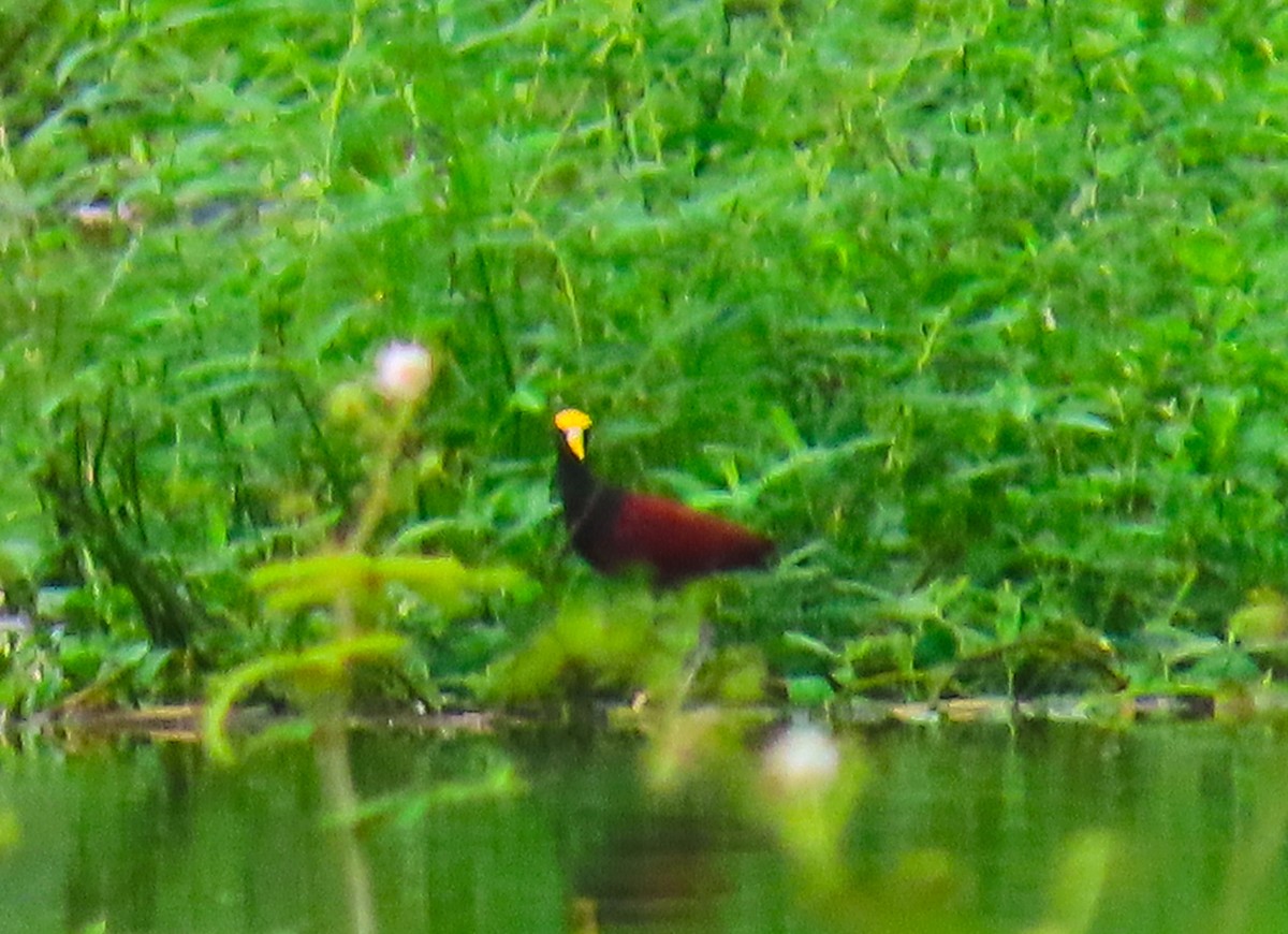 Jacana du Mexique - ML180224571