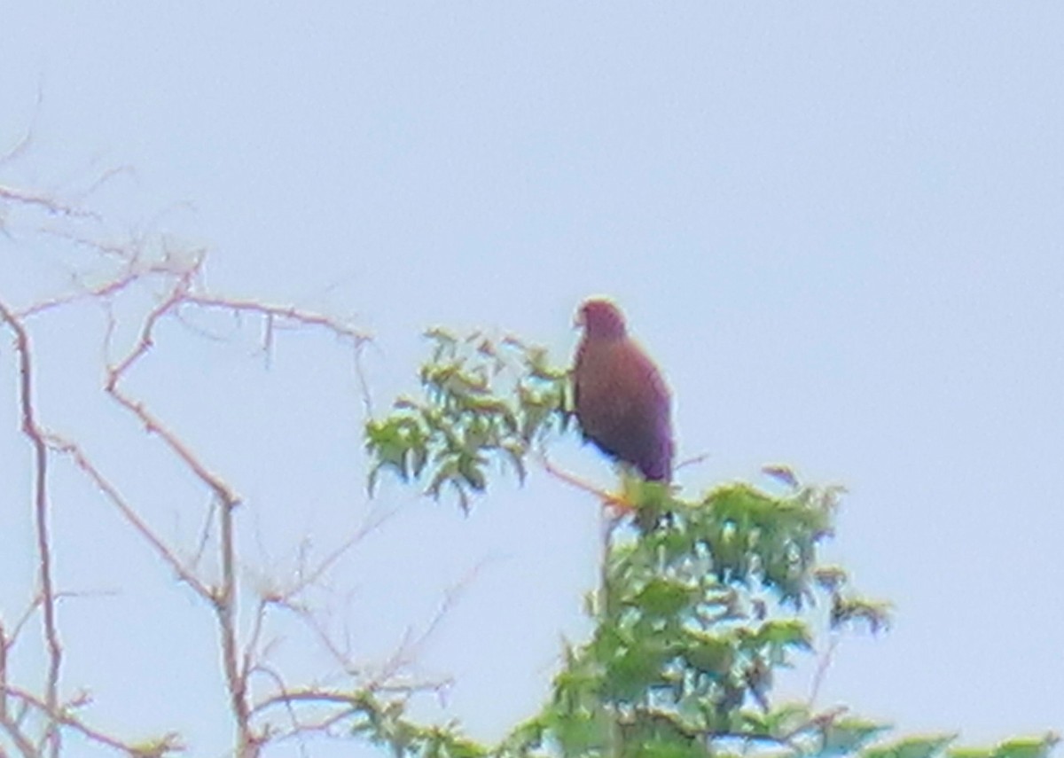 Harris's Hawk - ML180224761