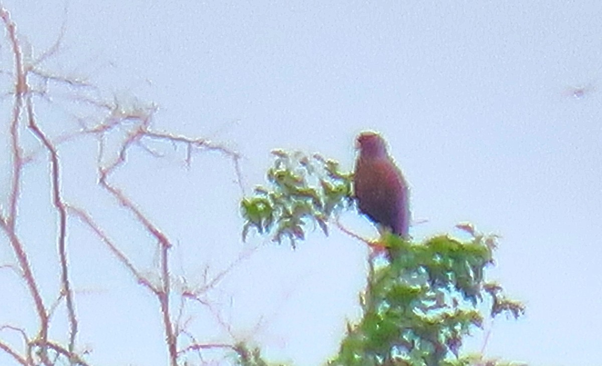 Harris's Hawk - ML180224771