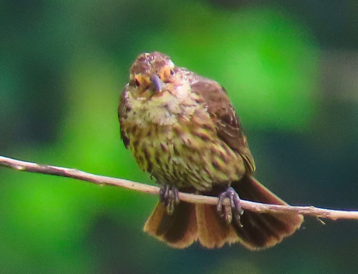 Red-winged Blackbird - ML180224891