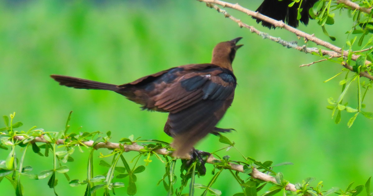 Great-tailed Grackle - ML180225081