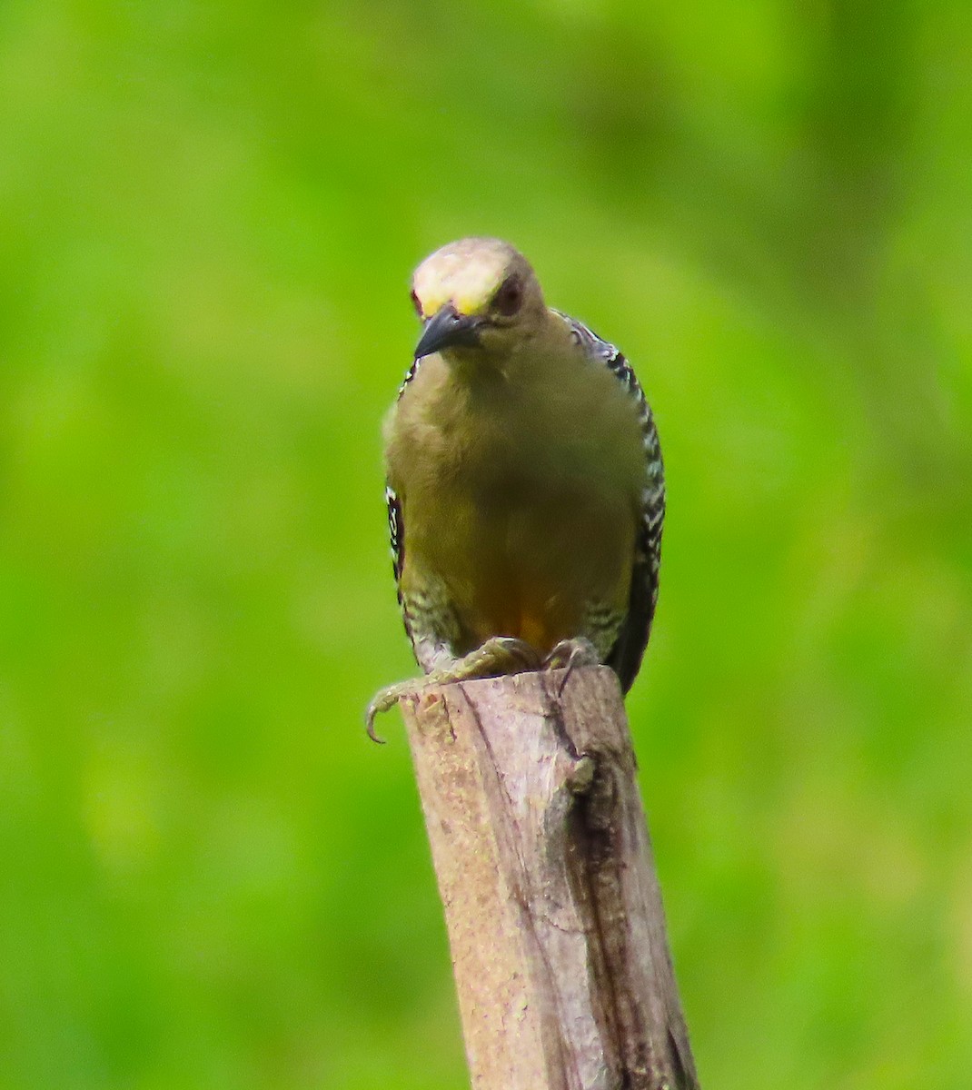 Hoffmann's Woodpecker - ML180225321