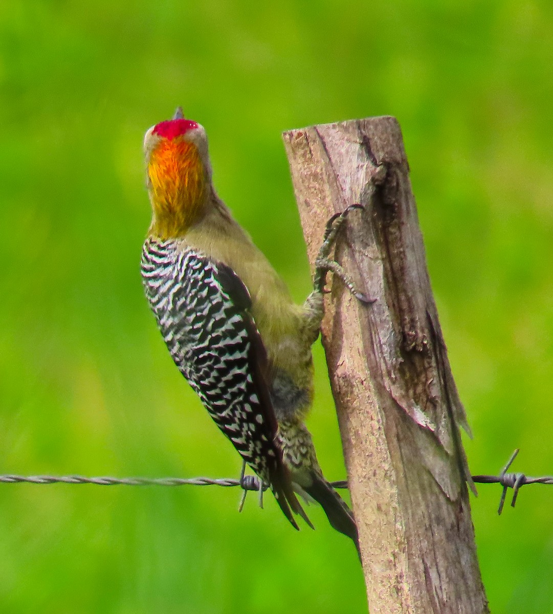 Hoffmann's Woodpecker - ML180225351