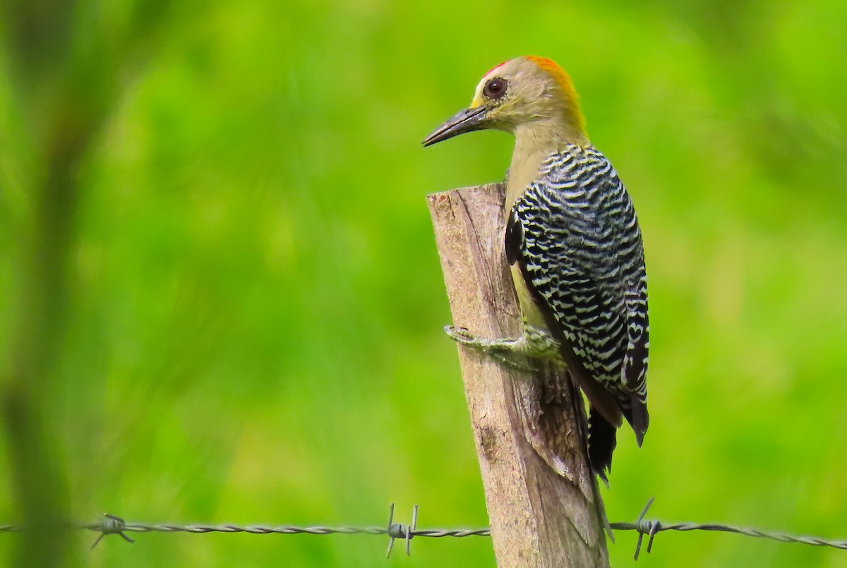 Hoffmann's Woodpecker - ML180225381