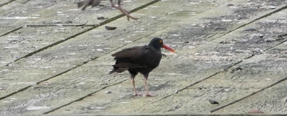 Black Oystercatcher - Barbara Coll