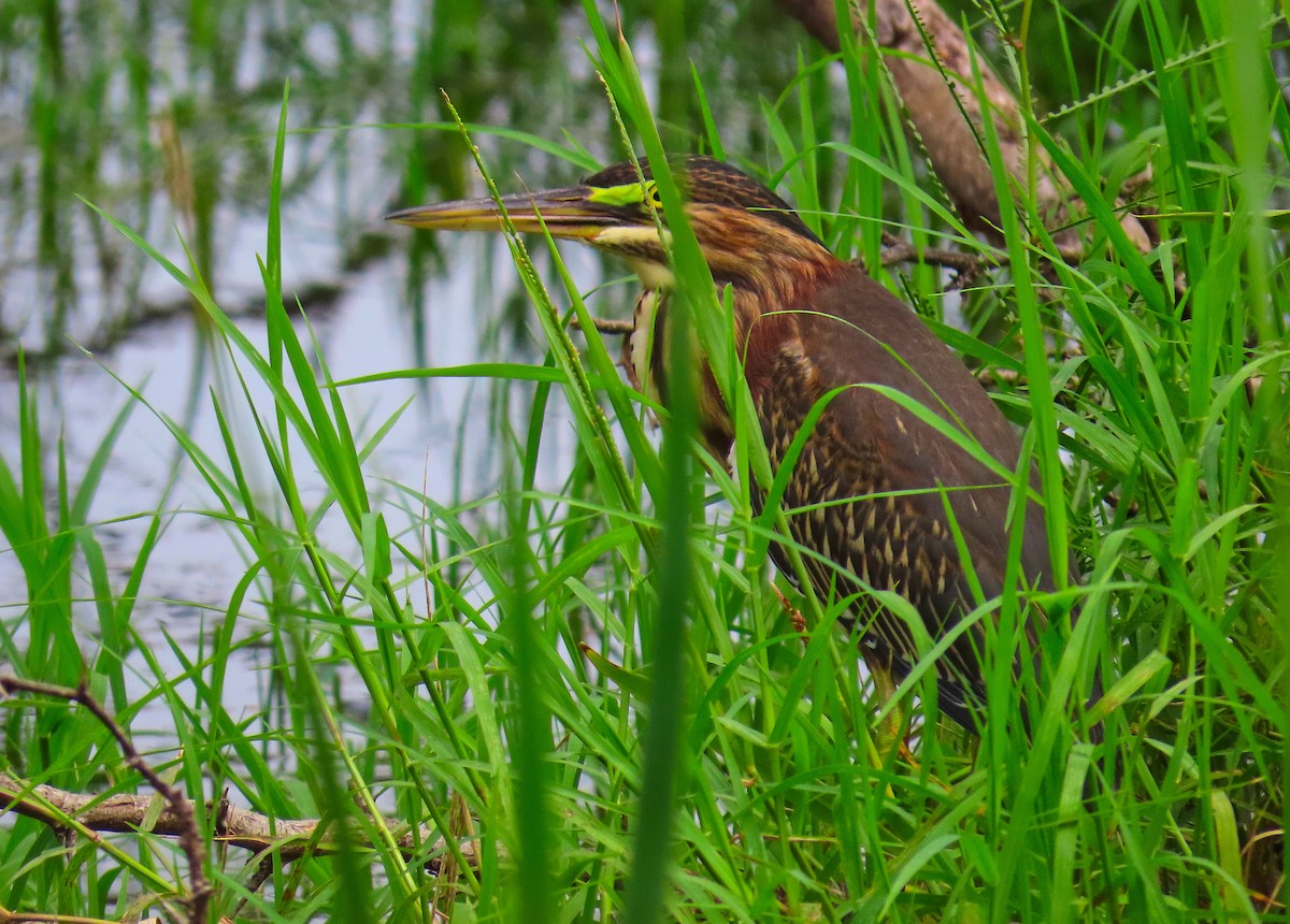 Green Heron - ML180226321