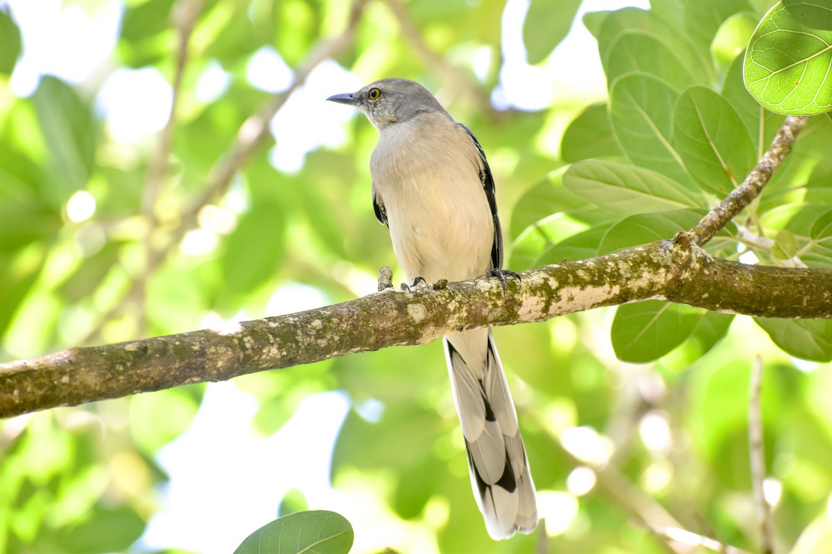 Tropical Mockingbird - ML180226861