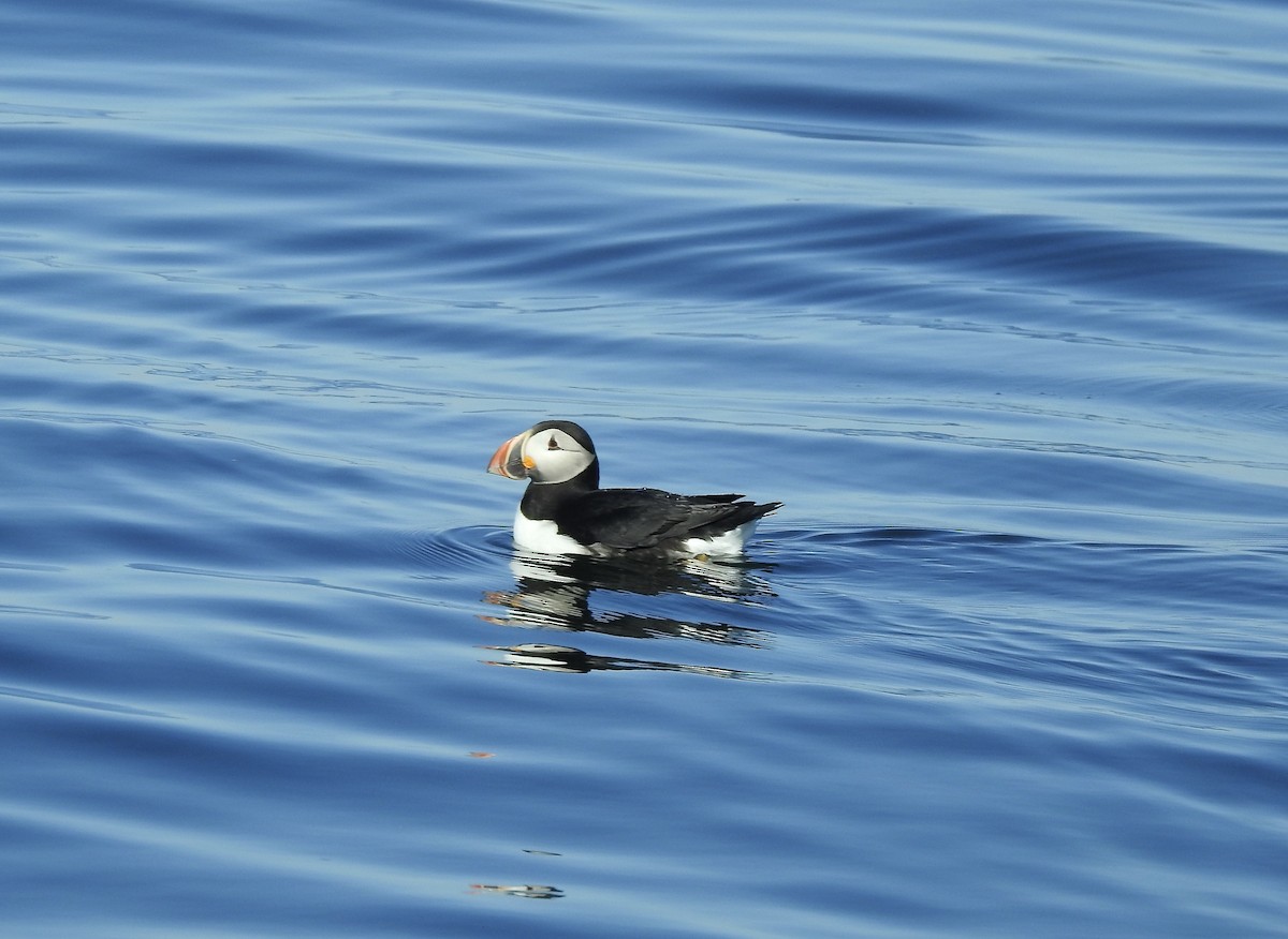 Atlantic Puffin - Weston Barker