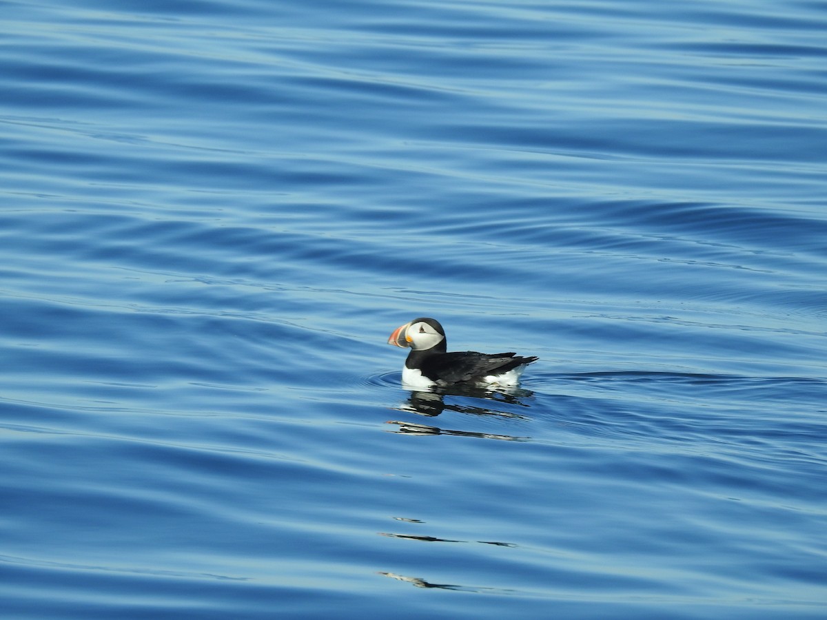 Atlantic Puffin - ML180227281