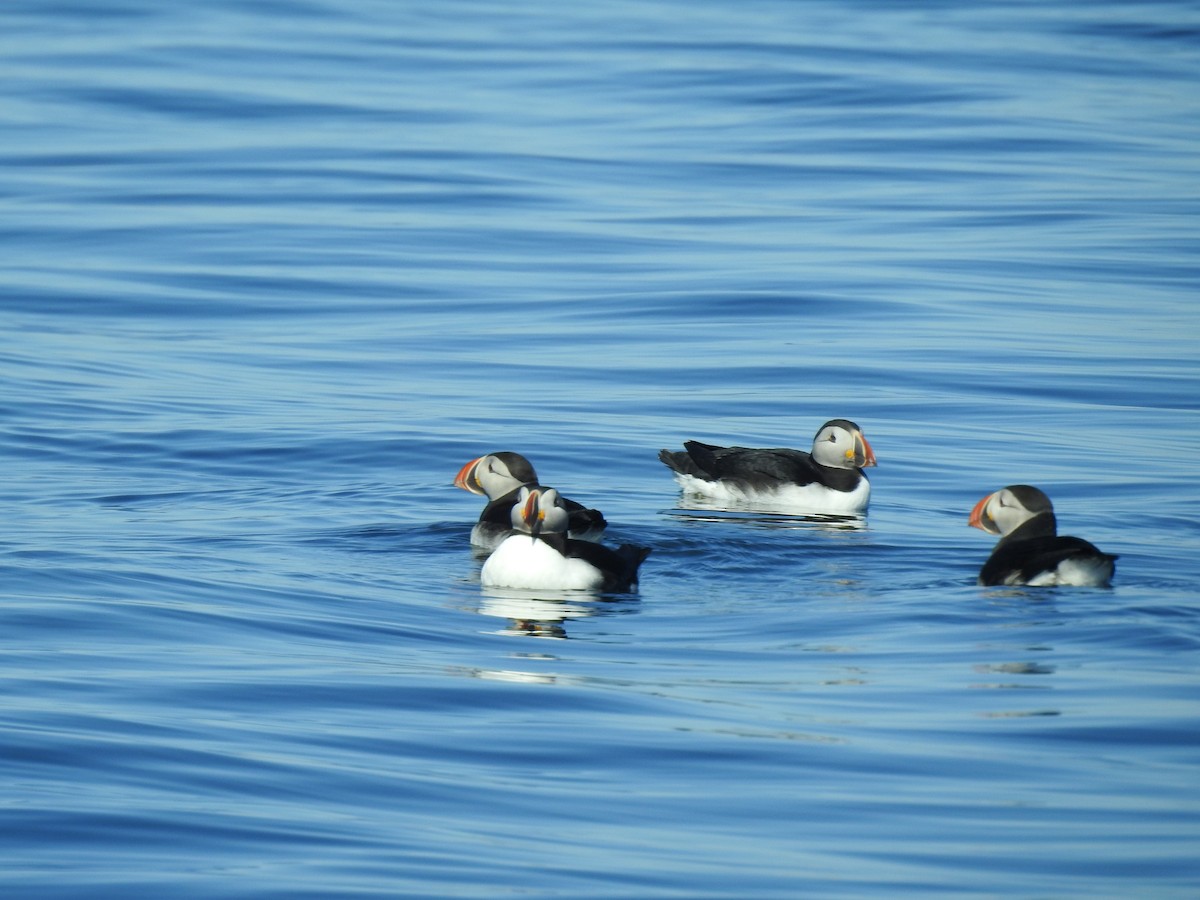 Atlantic Puffin - ML180227301