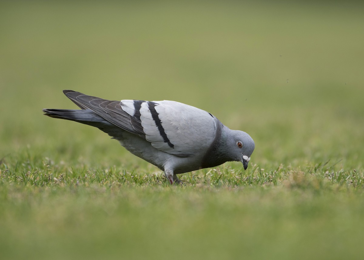 Rock Pigeon (Feral Pigeon) - ML180227521