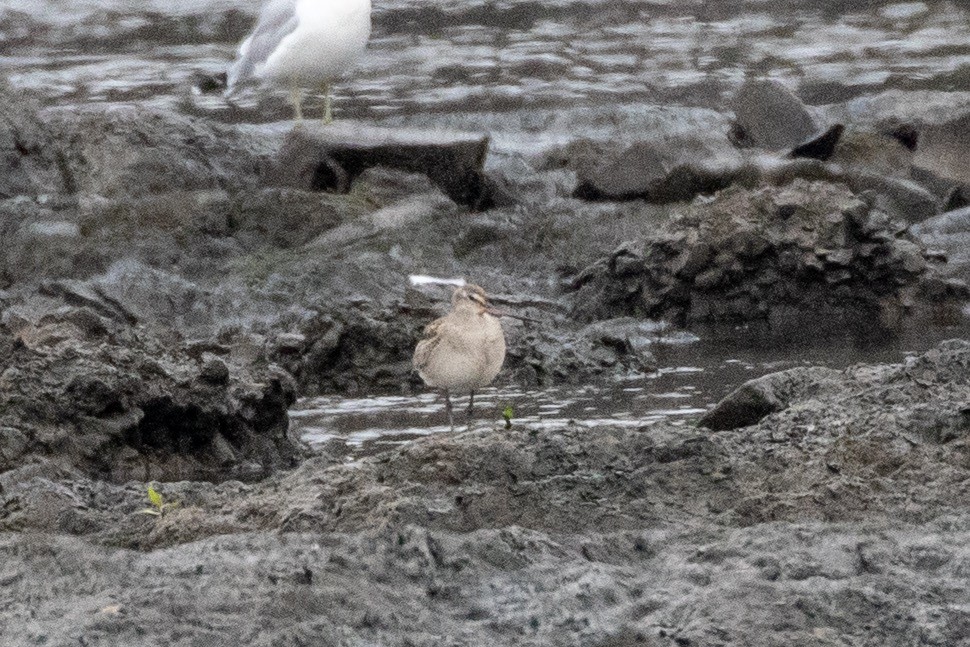 Hudsonian Godwit - Zach Schwartz-Weinstein