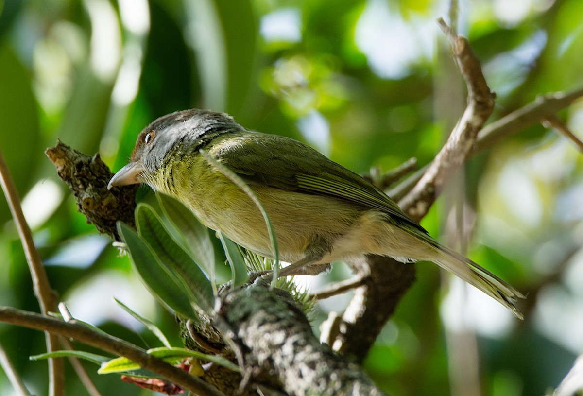 Rufous-browed Peppershrike - ML180227821