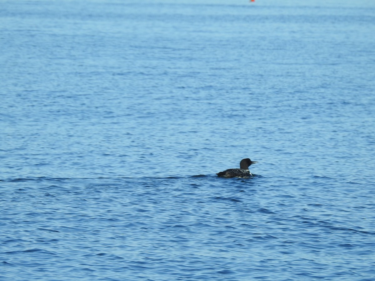 Plongeon huard - ML180227901