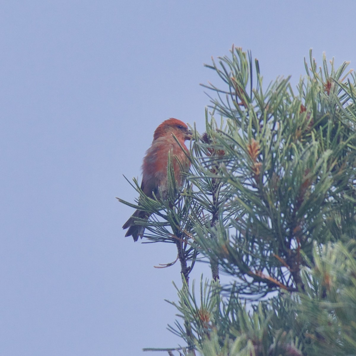 Red Crossbill - ML180227931