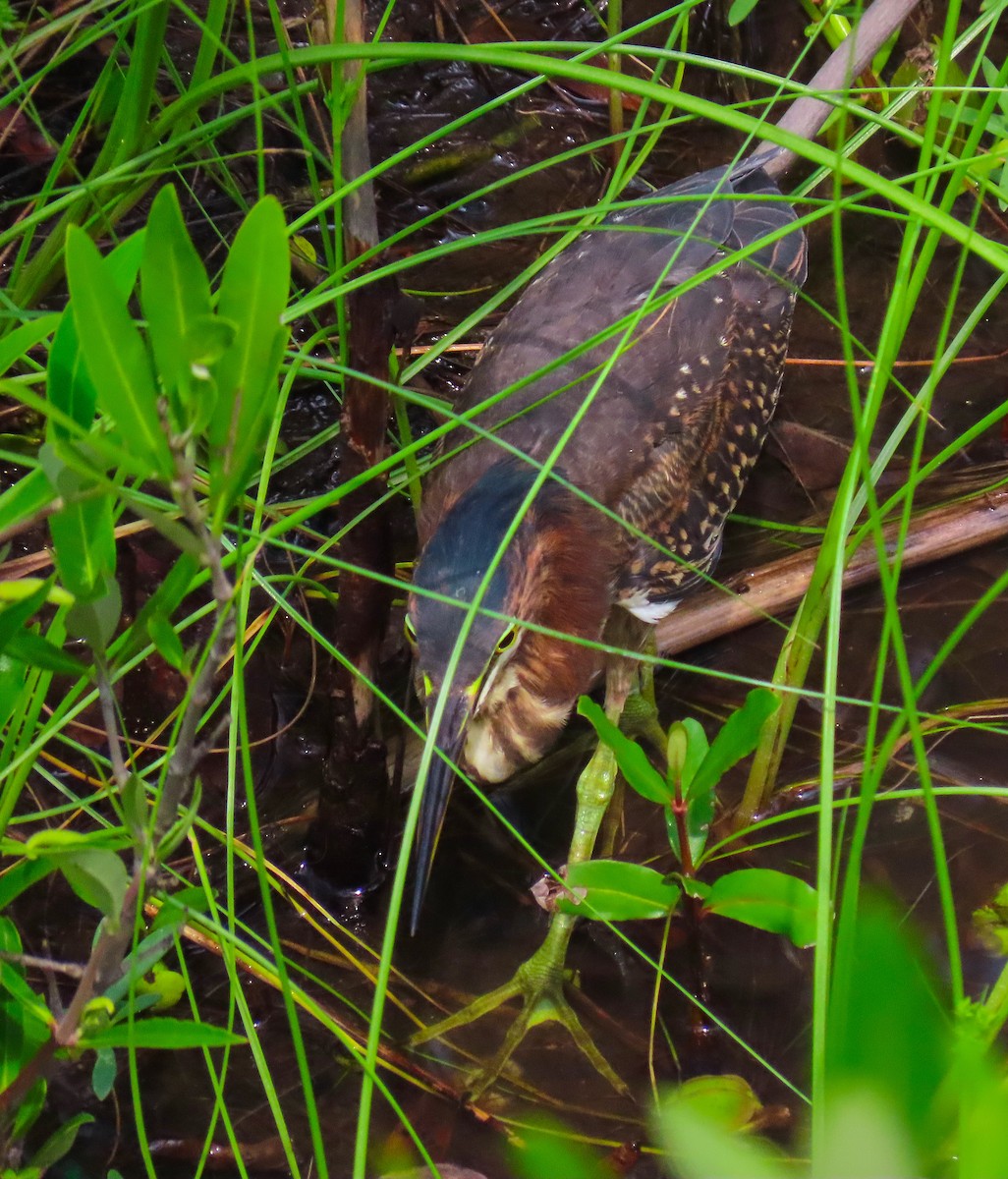 Green Heron - ML180229061