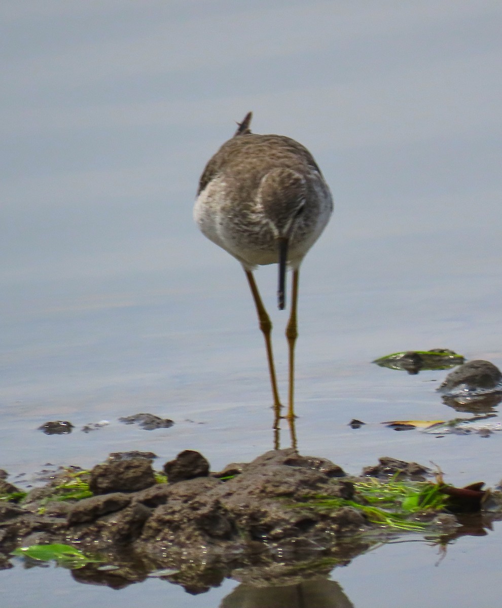 Lesser Yellowlegs - Denilson  Ordoñez