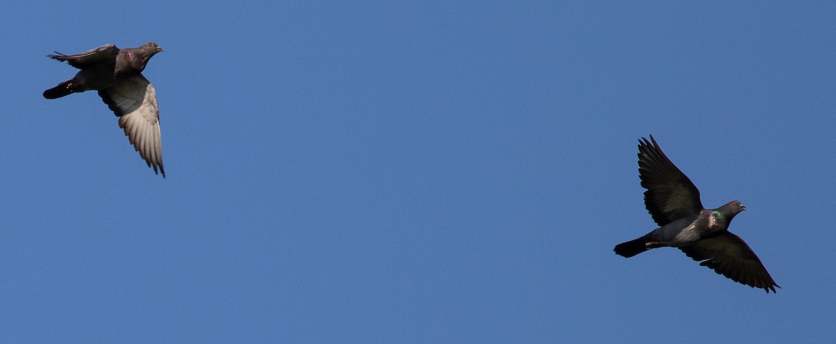 holub skalní (domácí) - ML180230851