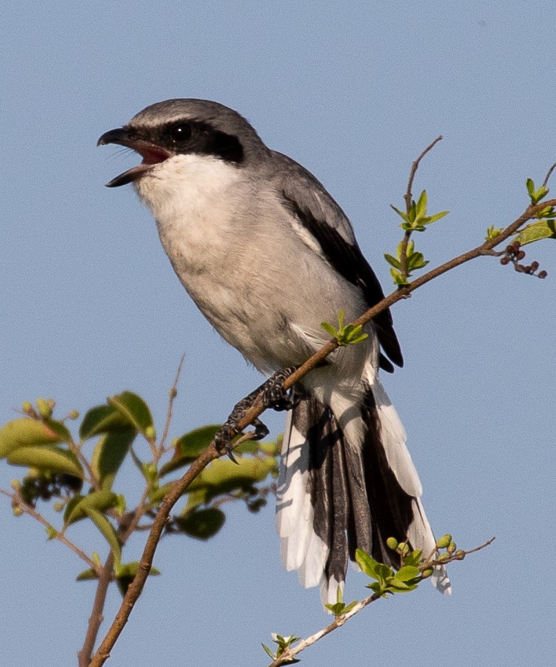 Loggerhead Shrike - Marianne F