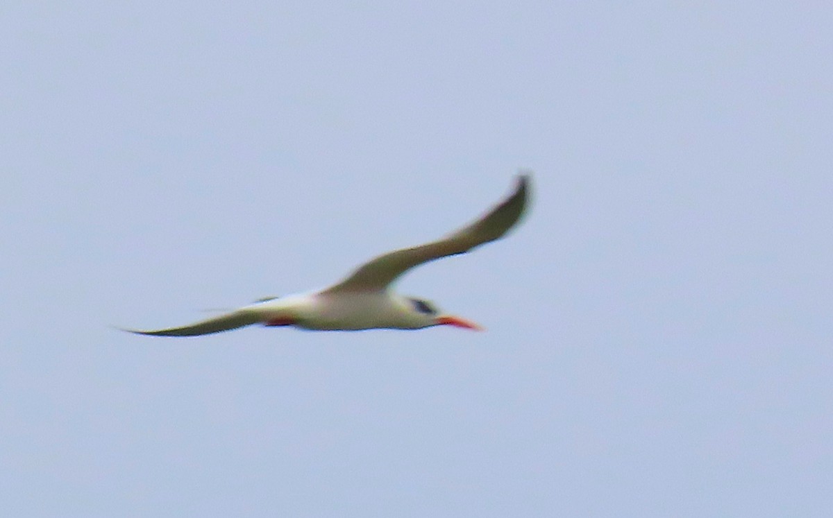 Royal Tern - Denilson  Ordoñez