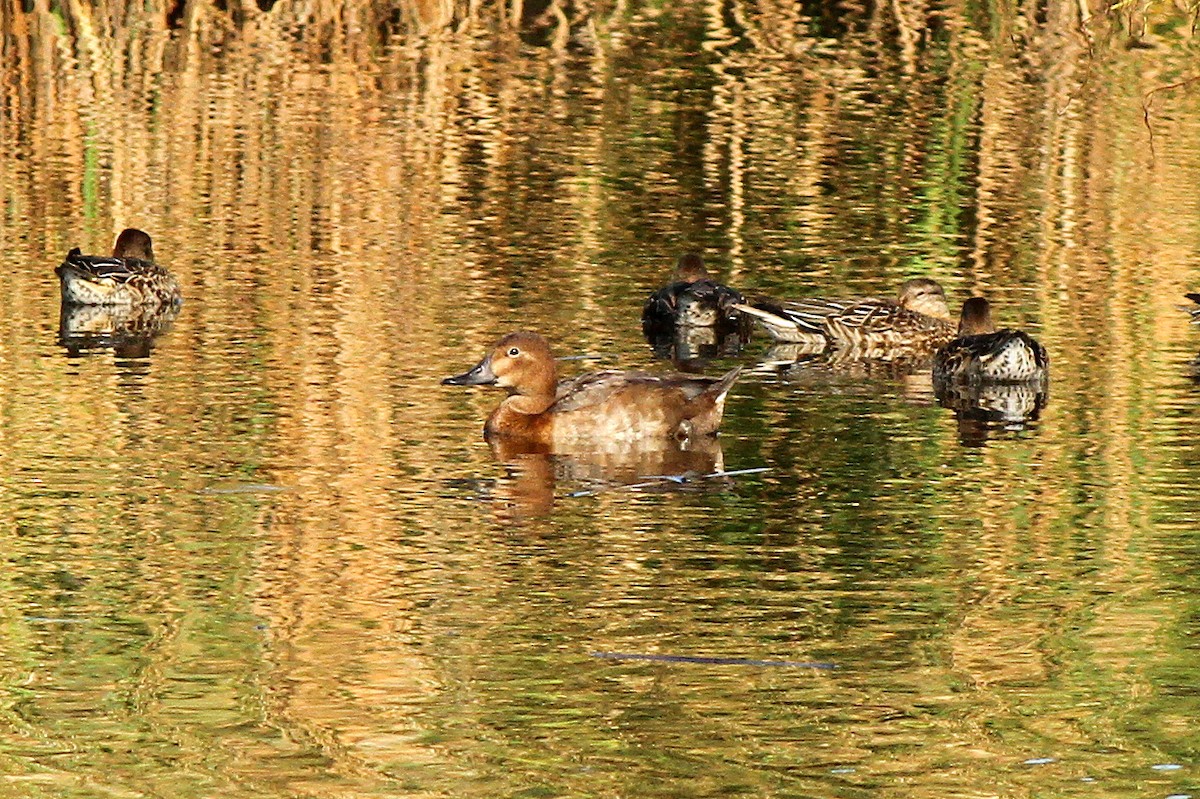 Common Pochard - Bill Asteriades