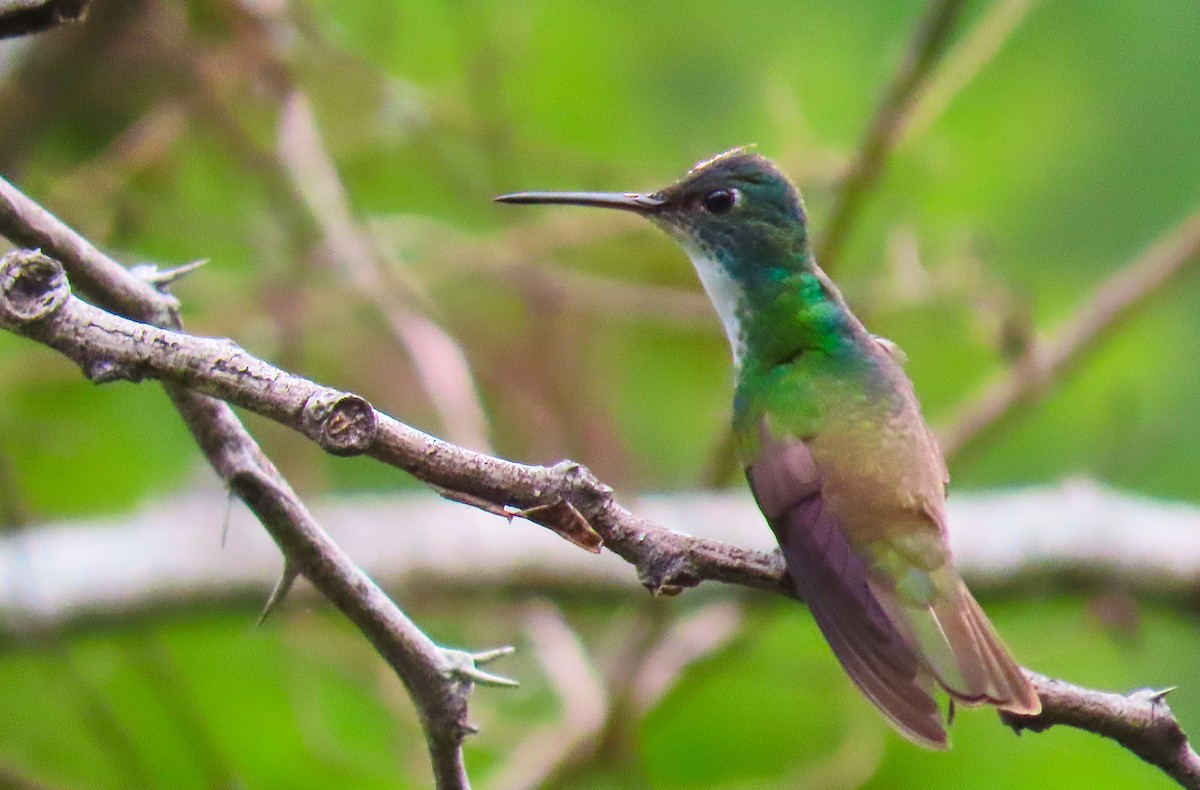 Azure-crowned Hummingbird - ML180235441