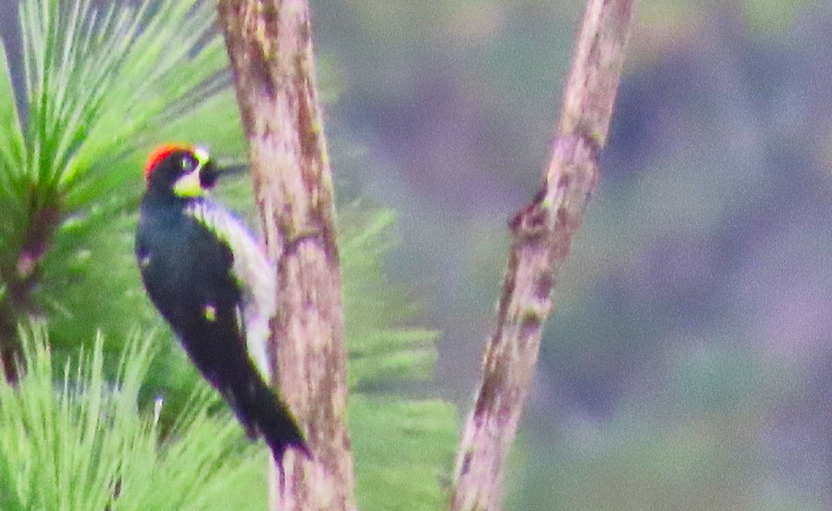 Acorn Woodpecker - ML180235511