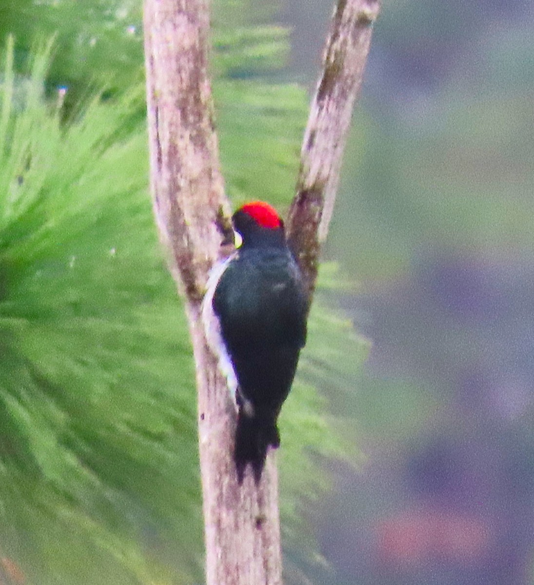 Acorn Woodpecker - ML180235531