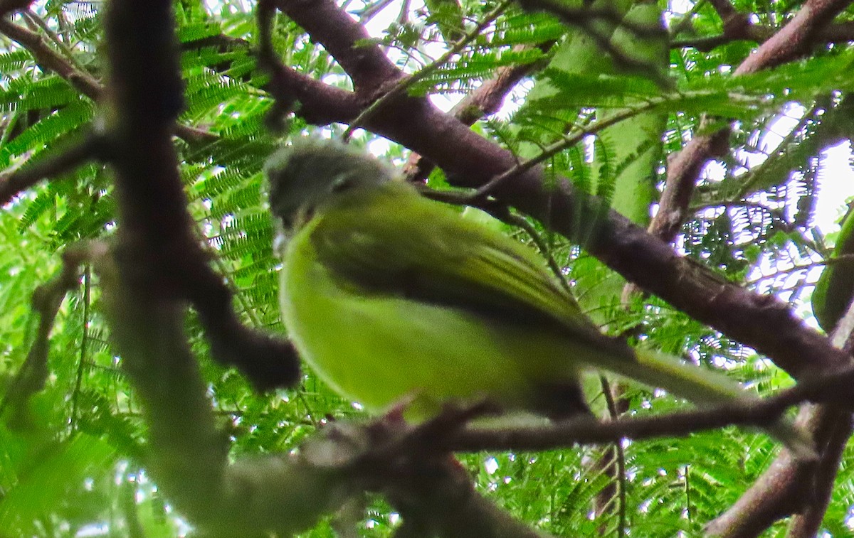 Yellow-olive Flatbill - ML180235701