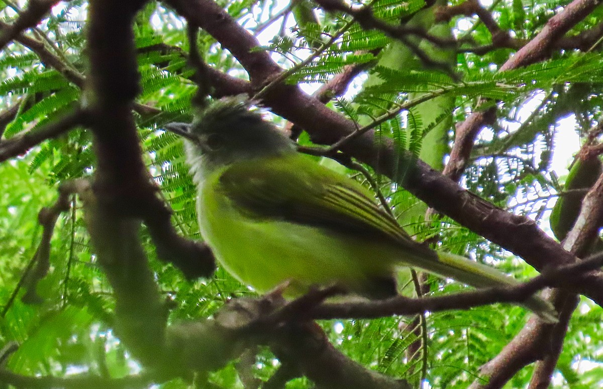 Yellow-olive Flatbill - ML180235711