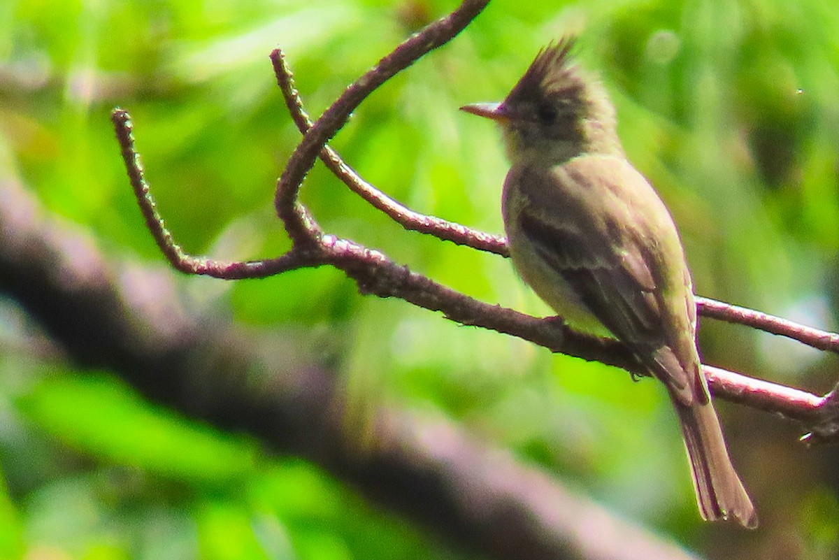 Greater Pewee - ML180235731