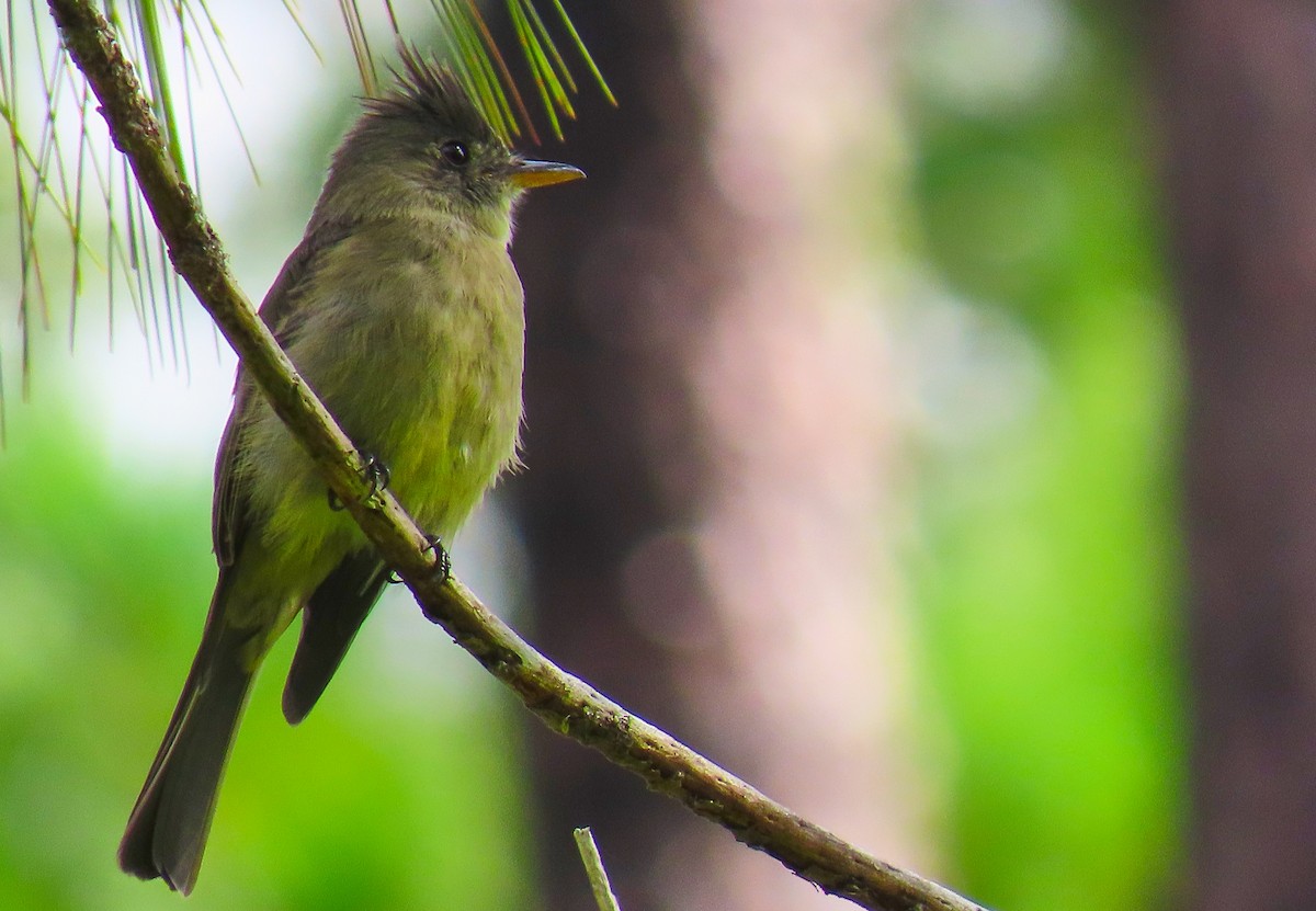 Greater Pewee - ML180235741