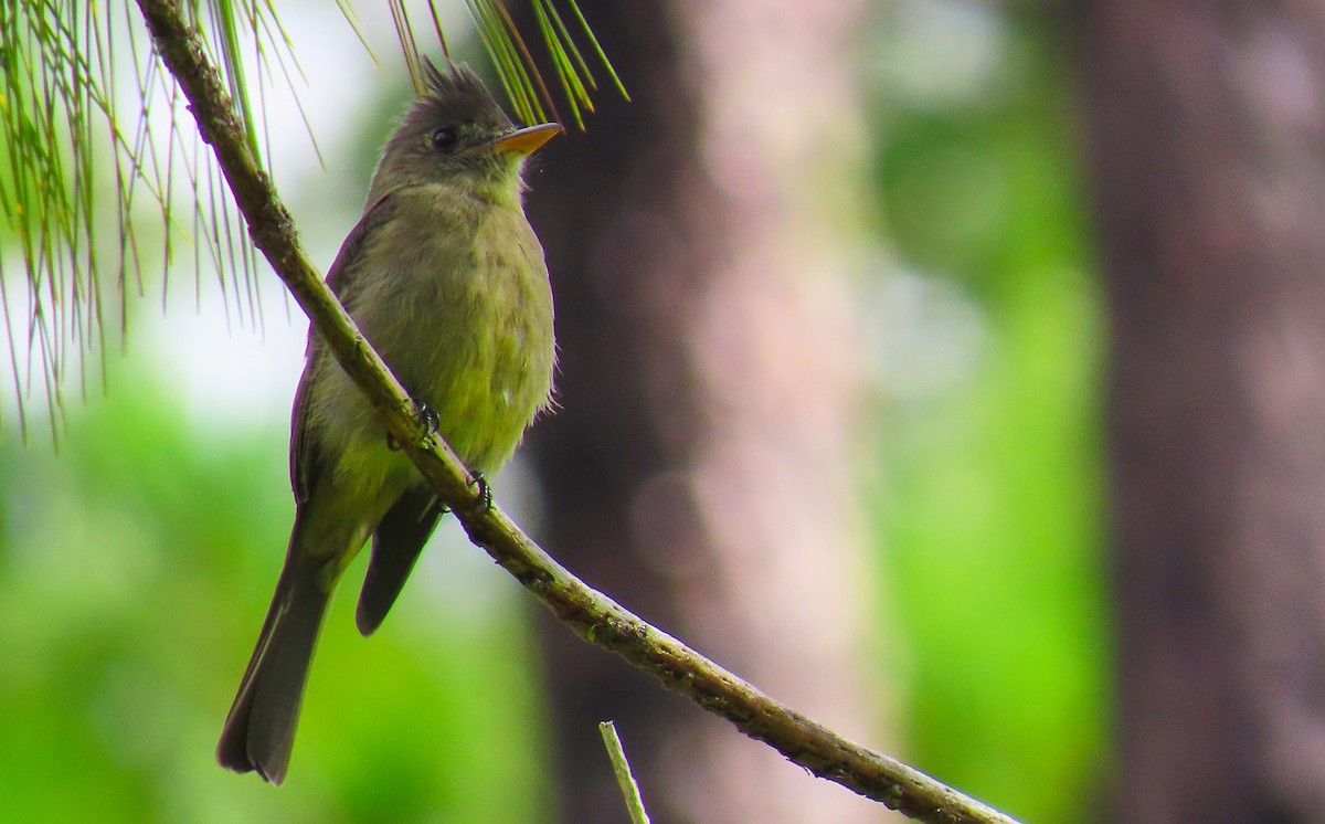 Greater Pewee - ML180235751