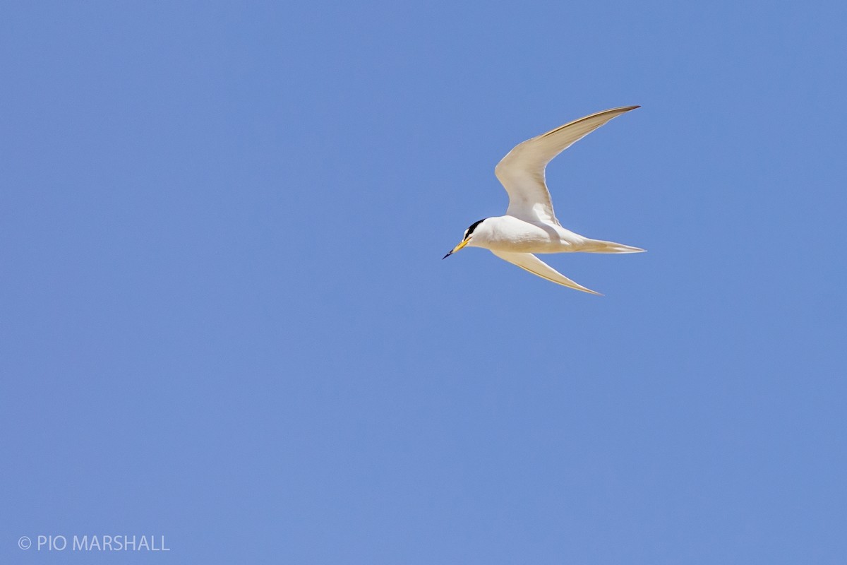 Peruvian Tern - ML180236081