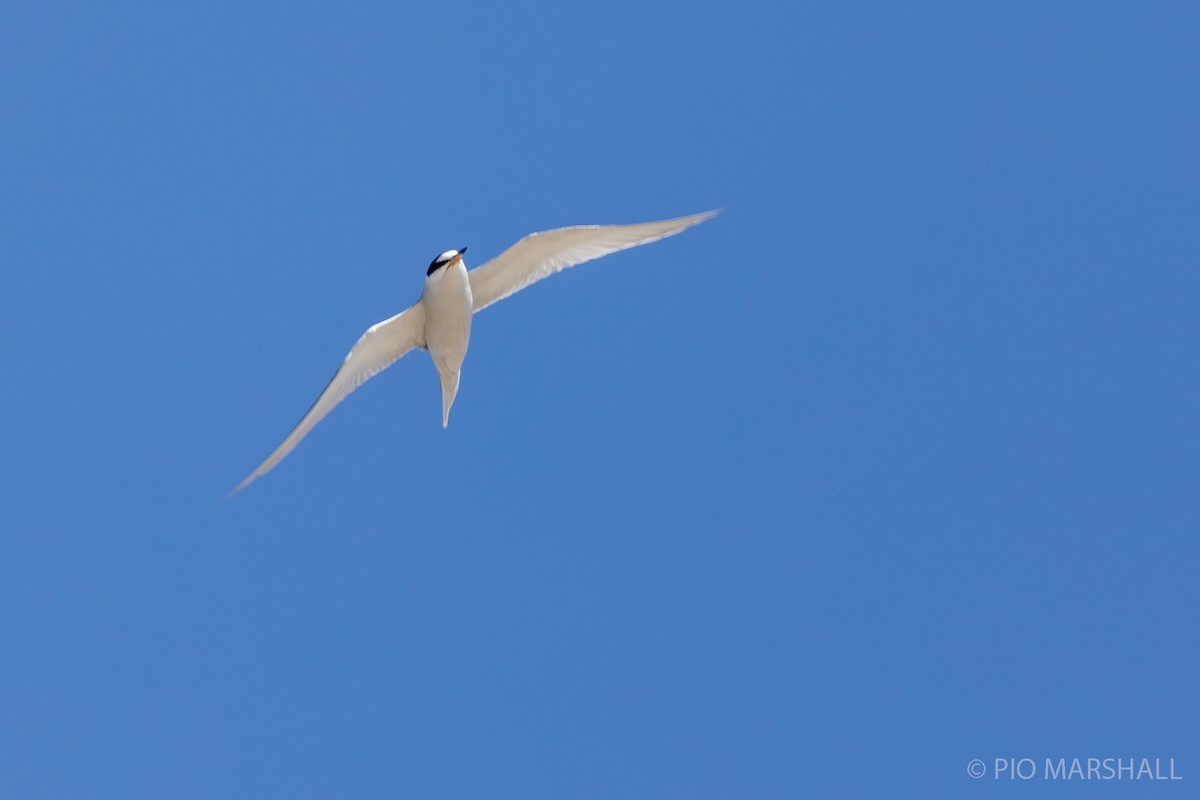 Peruvian Tern - ML180236091