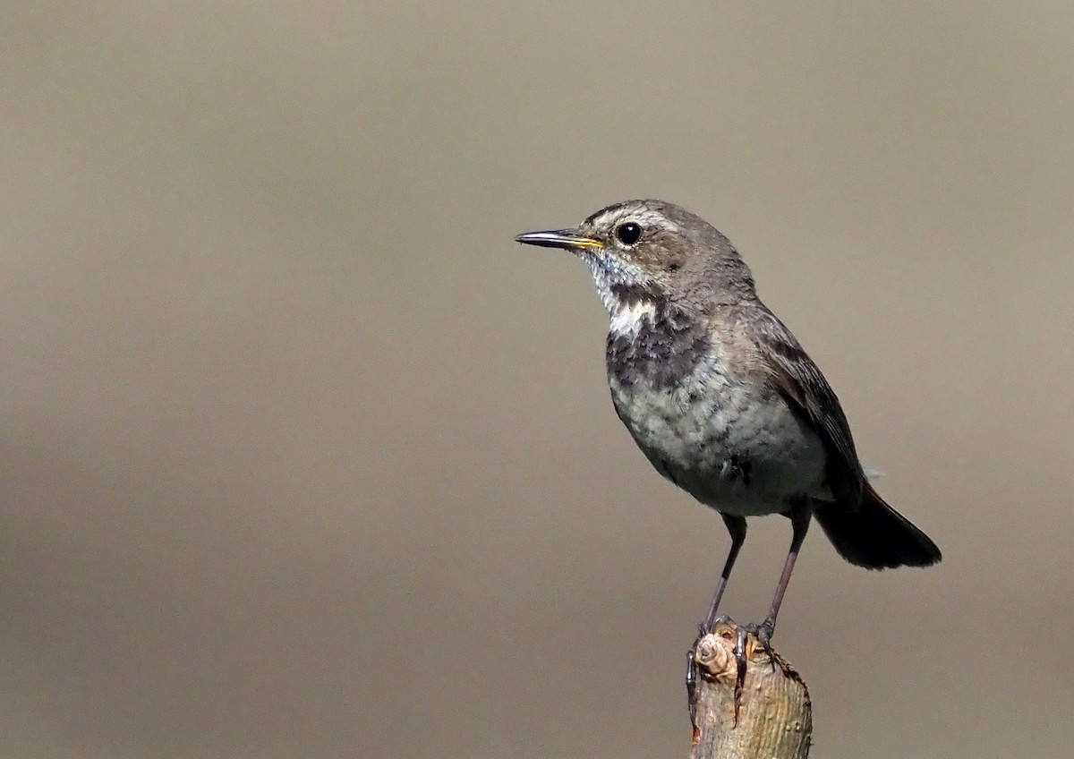Bluethroat - Andrew Spencer