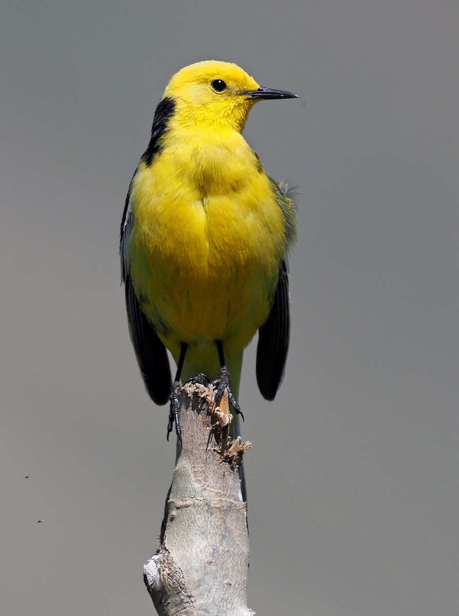 Citrine Wagtail (Black-backed) - ML180236881