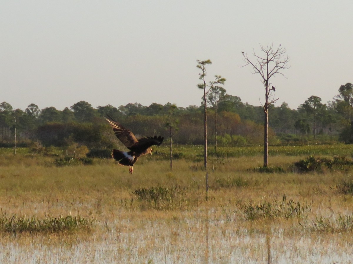 Schneckenbussard - ML180240531