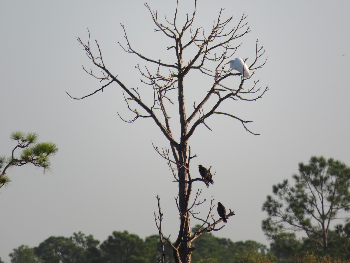 Snail Kite - ML180240541