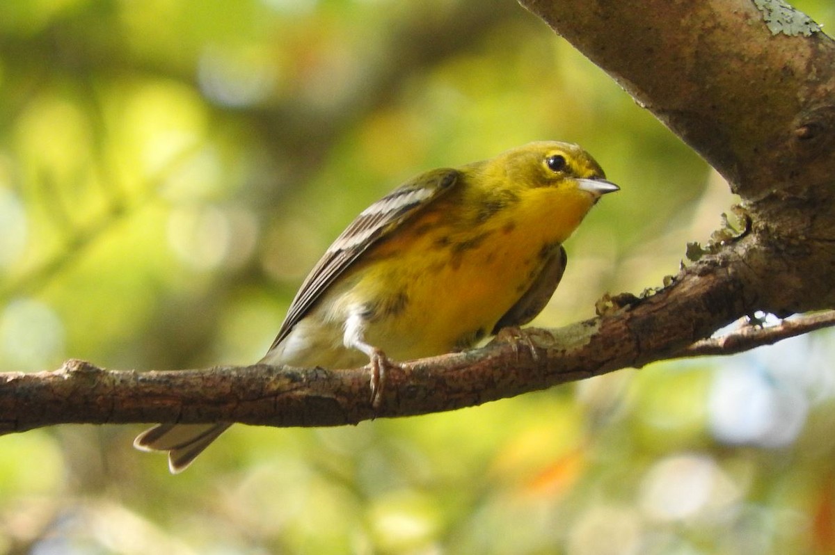 Pine Warbler - ML180241551