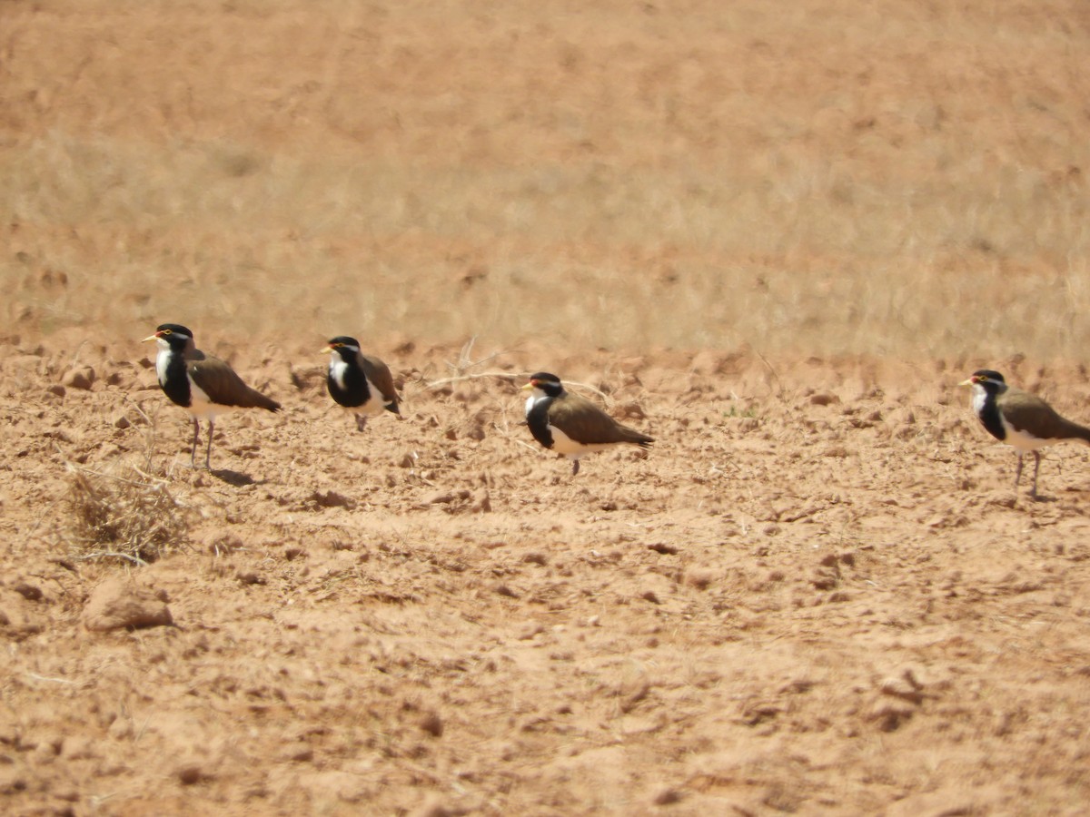 Banded Lapwing - Ron Steicke