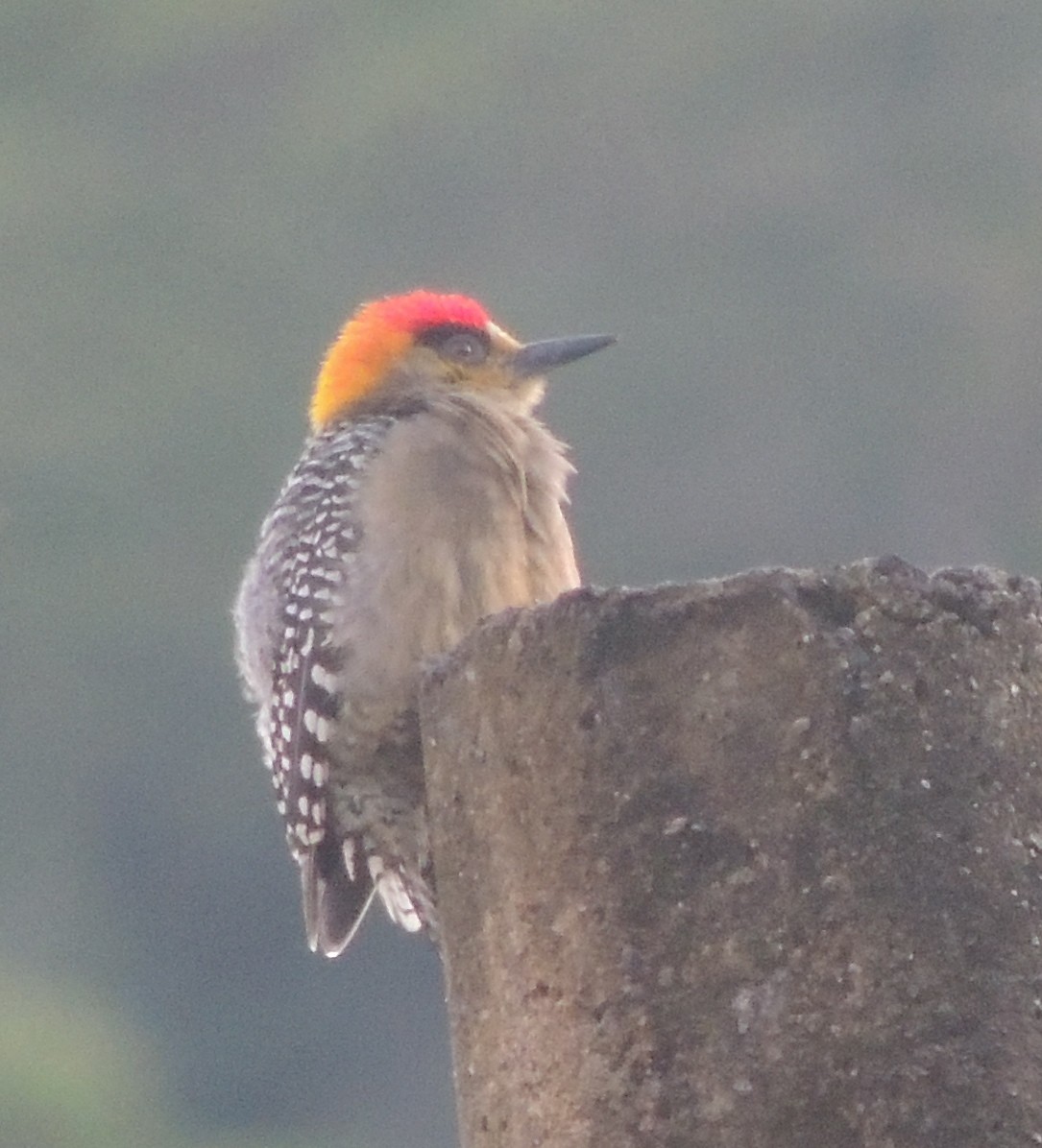 Golden-cheeked Woodpecker - ML180242841