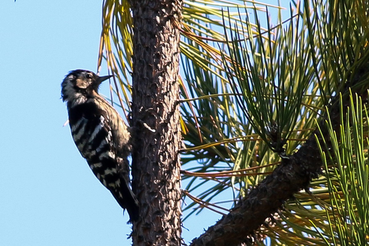 Lesser Spotted Woodpecker - ML180242921