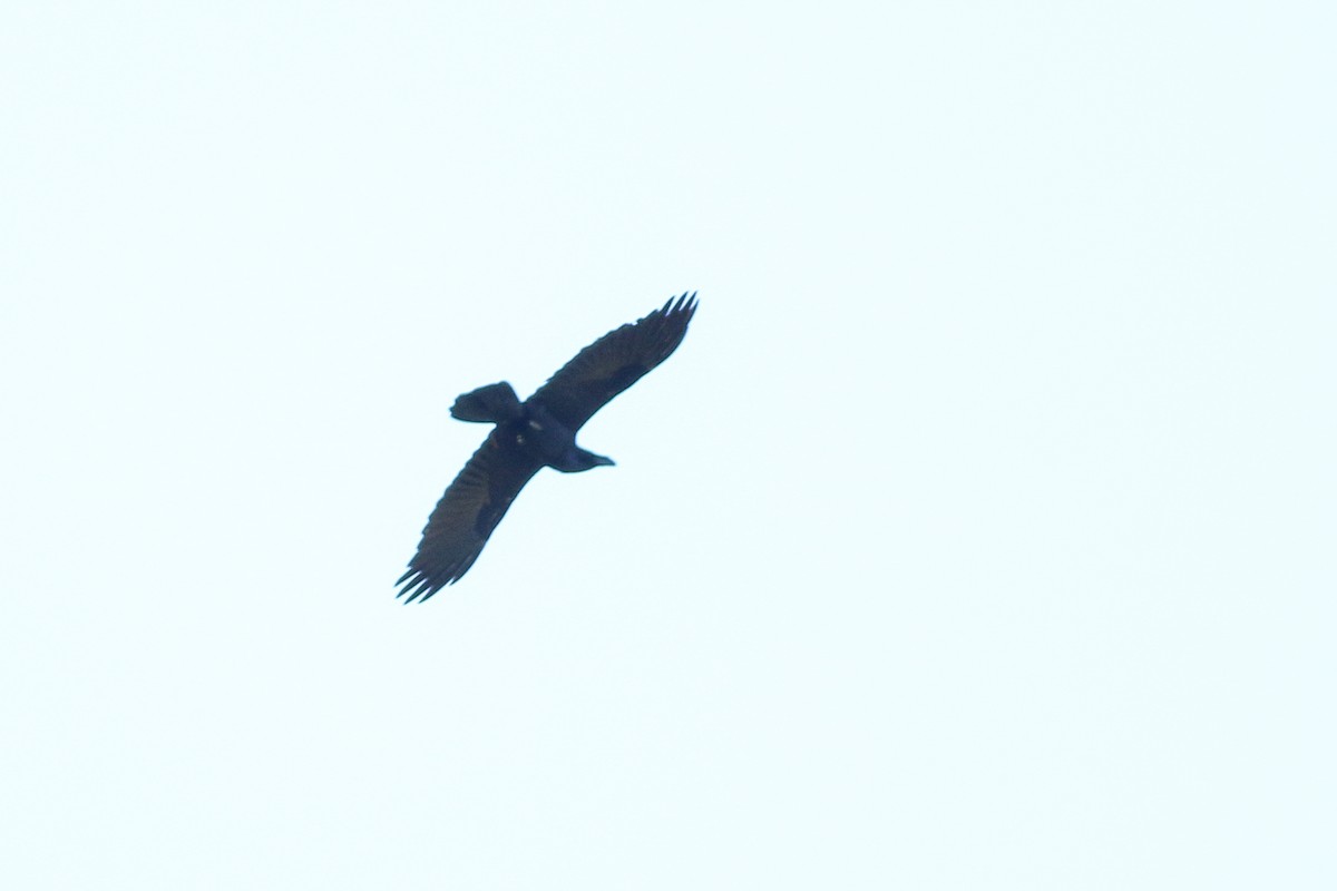 Common Raven - ML180242951
