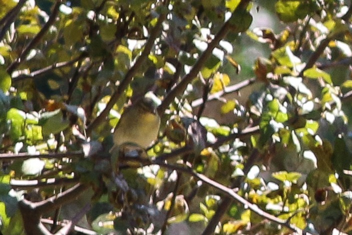 Common Chiffchaff - ML180243001