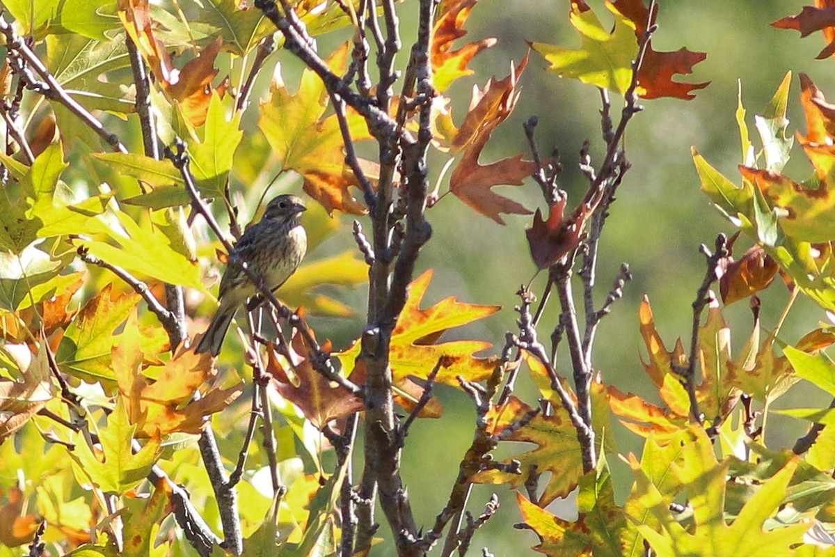 Cirl Bunting - ML180243041