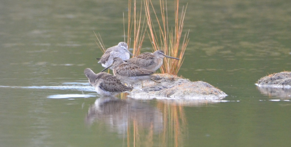 Long-billed Dowitcher - ML180243651