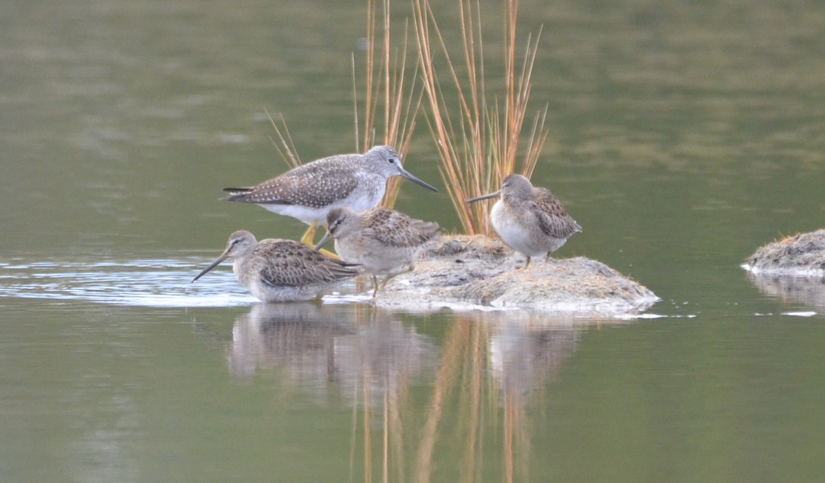 Long-billed Dowitcher - ML180243671